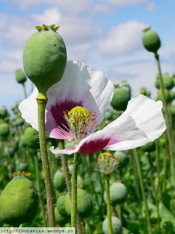 Opium poppy